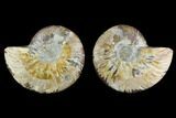 Agatized Ammonite Fossil - Beautiful Preservation #130063-1